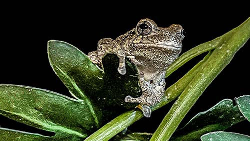 Gray Tree Frog